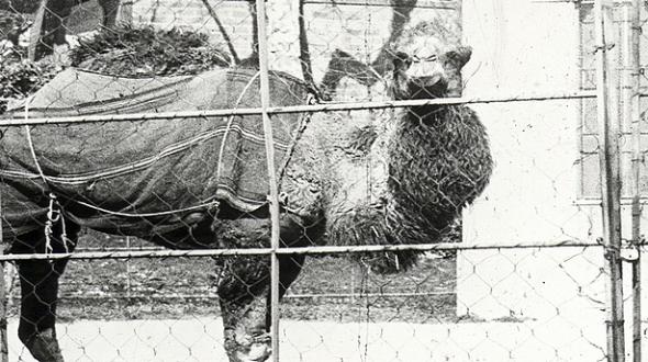 200 ans de curiosités