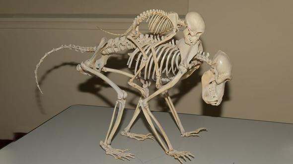 Musée d'histoire naturelle