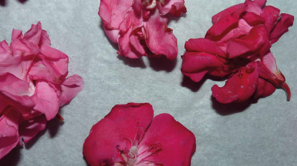 [macromm] - Mégane Brauer - Rois du monde - [mac]