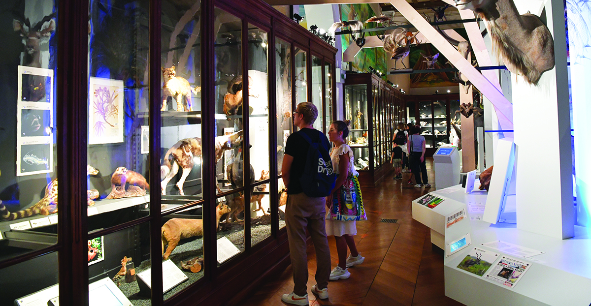 Museum 4