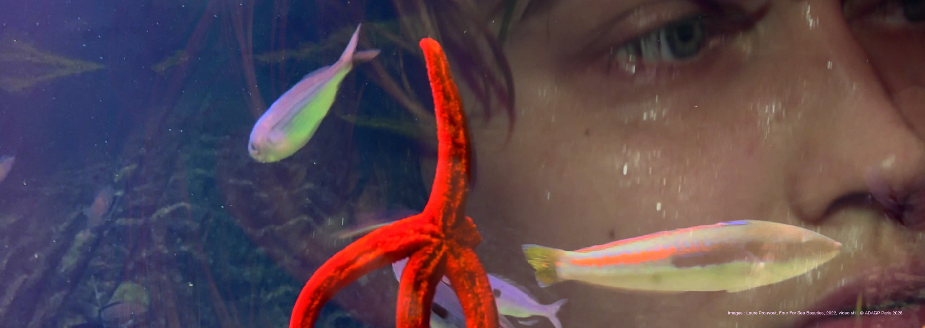 Laure Prouvost Mère We Sea pano