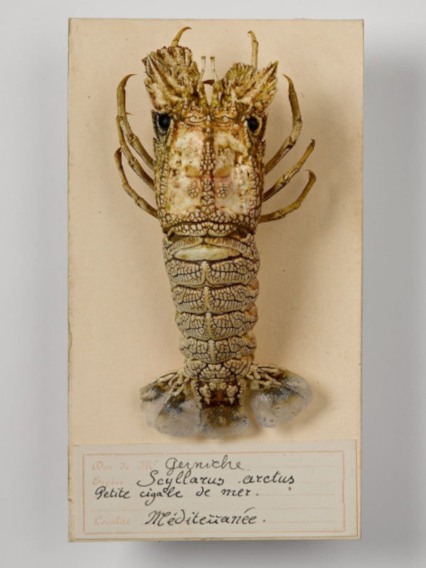 marius mhnm 2