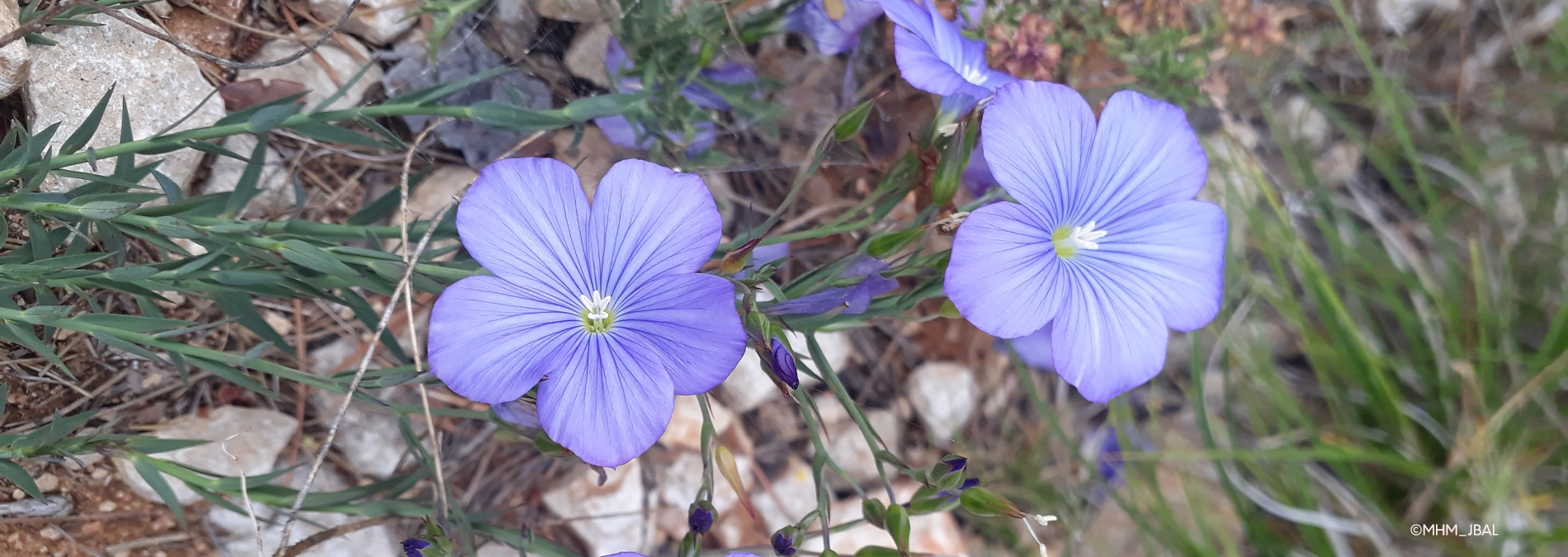 sortie nature etoile MHNM