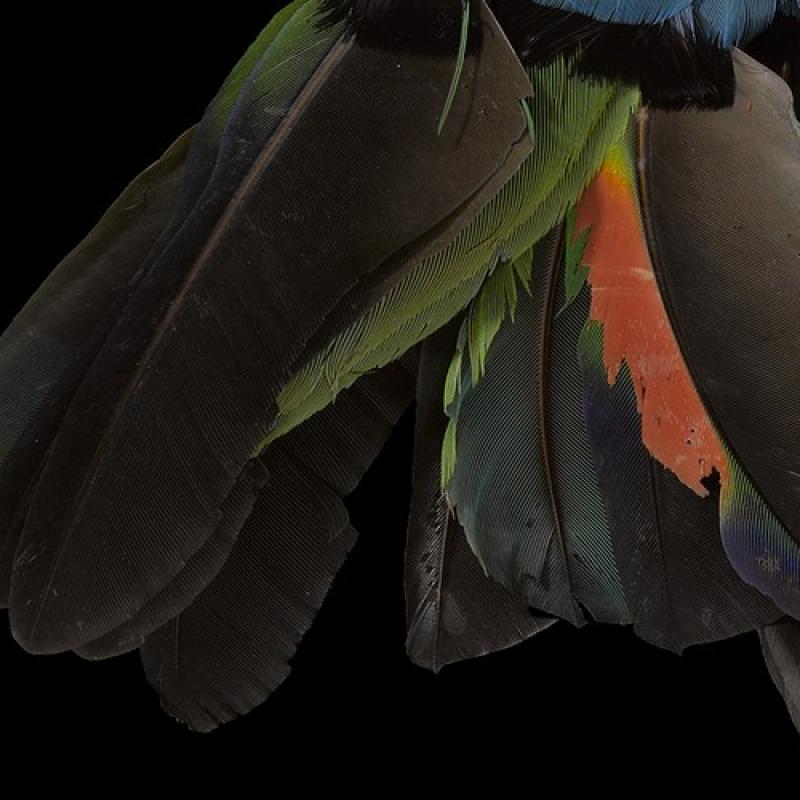 Plumes, duvet et compagnie