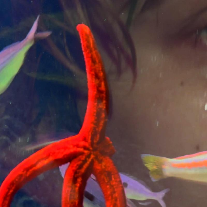 Laure Prouvost - Mère We Sea - CVC