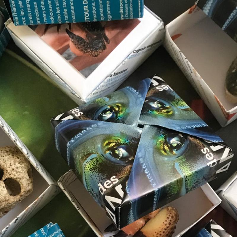 Petits jeux Muséum de l'été