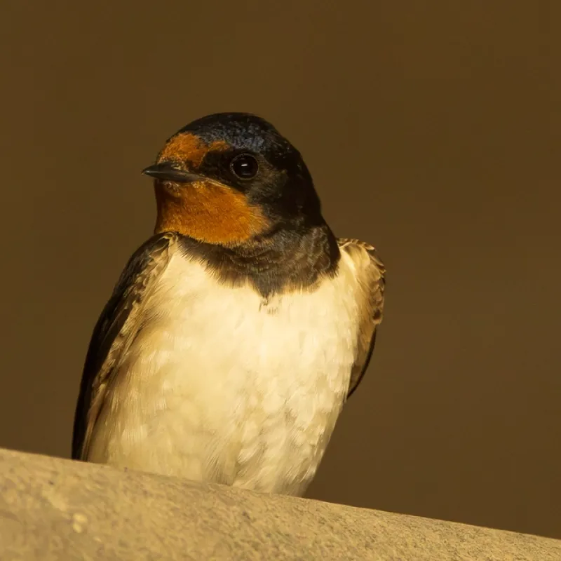 hirondelles - Emeline Pujolas MHNM