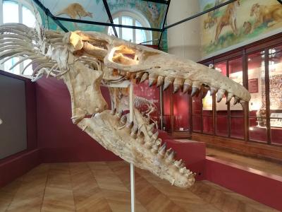 Squelette de Mosasaure