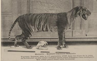 Panthera tigris (Tigresse Impéria)