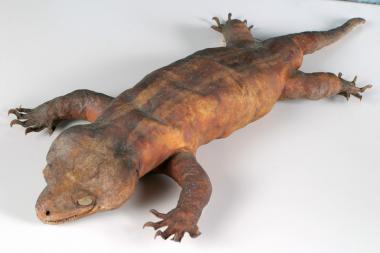 Le gecko géant de delcourt du Muséum de Marseille