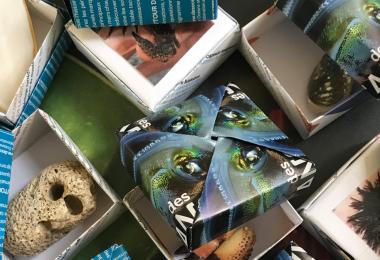 Petits jeux Muséum de l'été